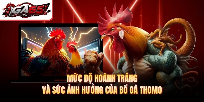 Mức độ hoành tráng và sức ảnh hưởng của bồ gà Thomo