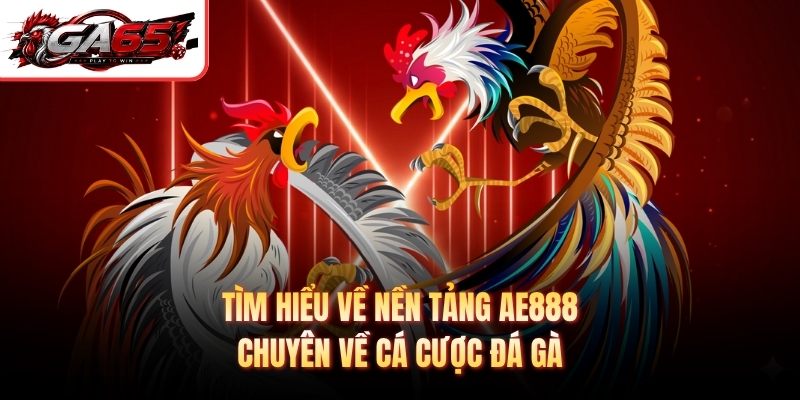Tìm hiểu về nền tảng AE888 chuyên về cá cược đá gà