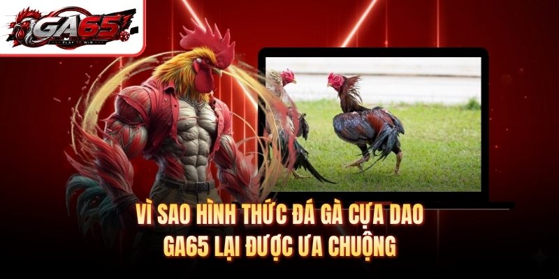 Vì sao hình thức đá gà cựa dao GA65 lại được ưa chuộng